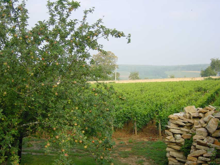 villa louise - les vignes de corton derriere les jardins